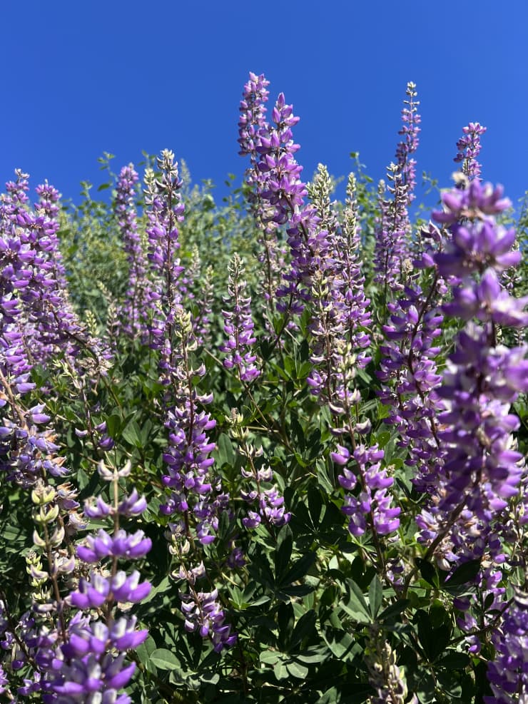 Exploring the Beauty of Spring at Musick Creek Falls